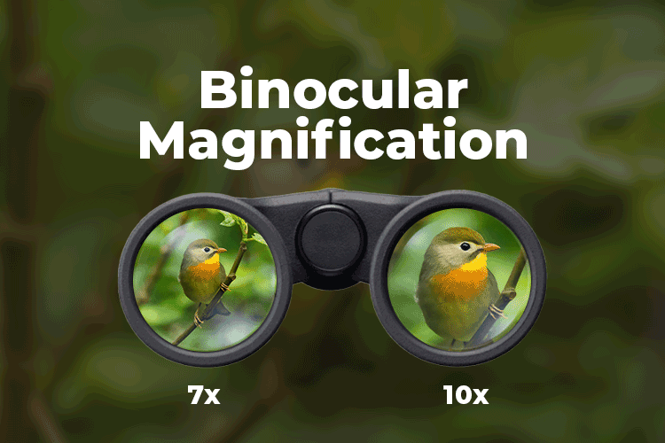 Binocular Magnifications